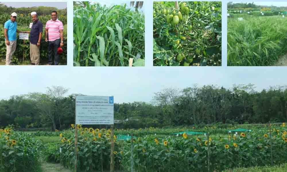 “Action Research” for introducing/ promoting climate adaptive and resilient crops at Tazumuddin, Bhola