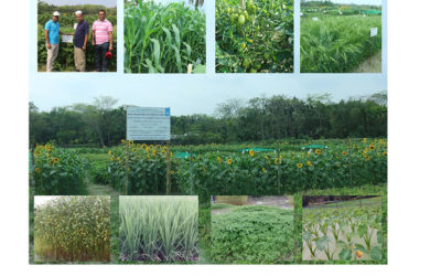“Action Research” for introducing/ promoting climate adaptive and resilient crops at Tazumuddin
