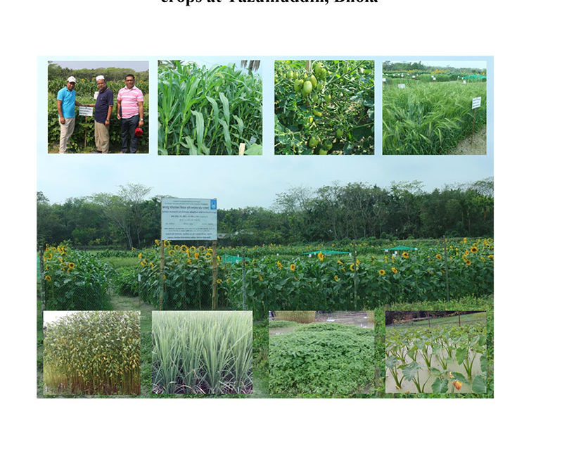 “Action Research” for introducing/ promoting climate adaptive and resilient crops at Tazumuddin