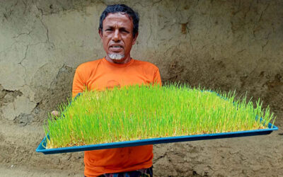 Hydroponic Grass Cultivation for Climate-Resilient Livelihoods in Bangladesh