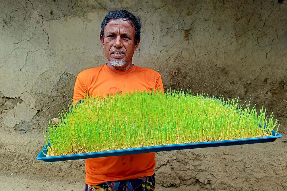 Hydroponic Grass Cultivation for Climate-Resilient Livelihoods in Bangladesh